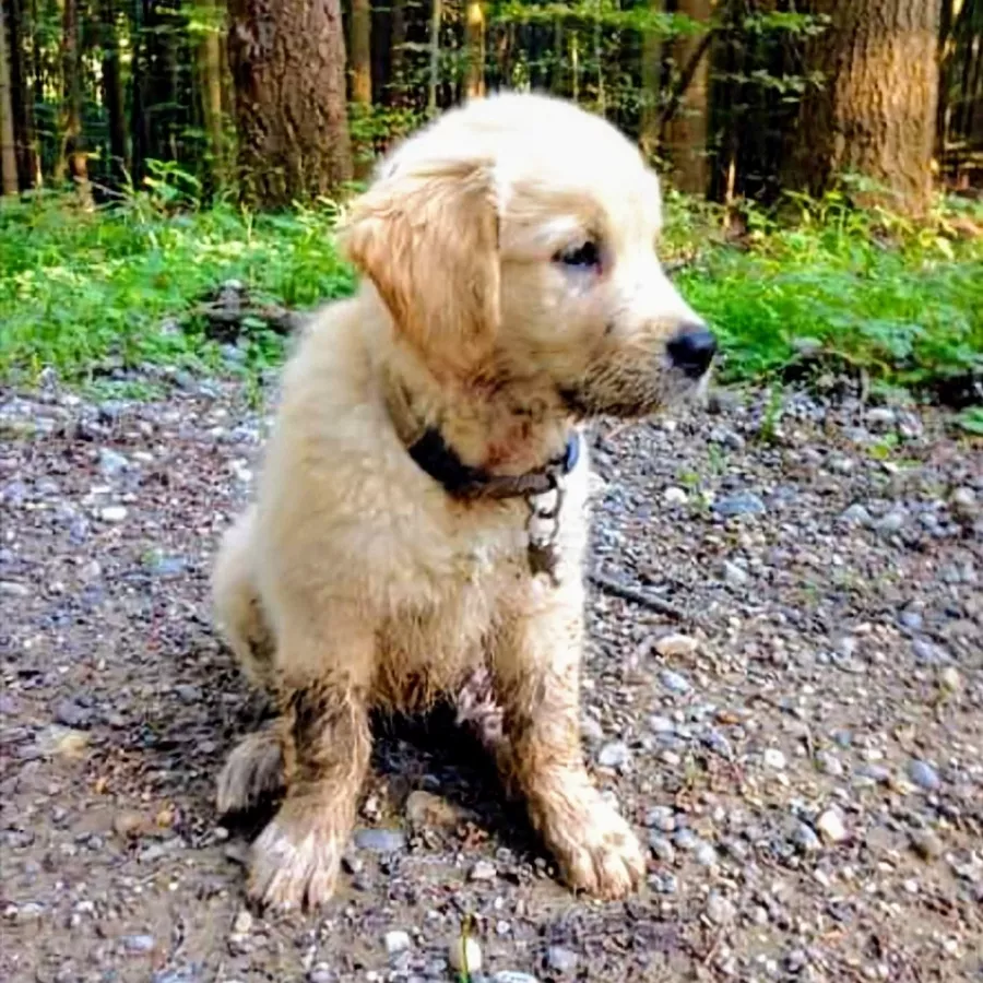 Welpen und Junghunde Welpen und Junghunde